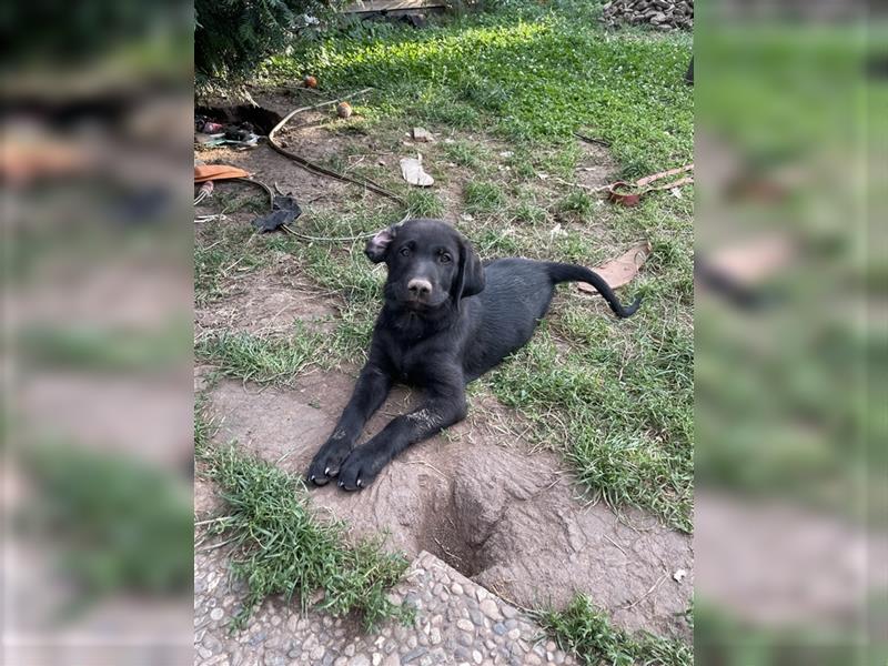 Schwarze Labrador-Labrador/Apenzeller Welpen