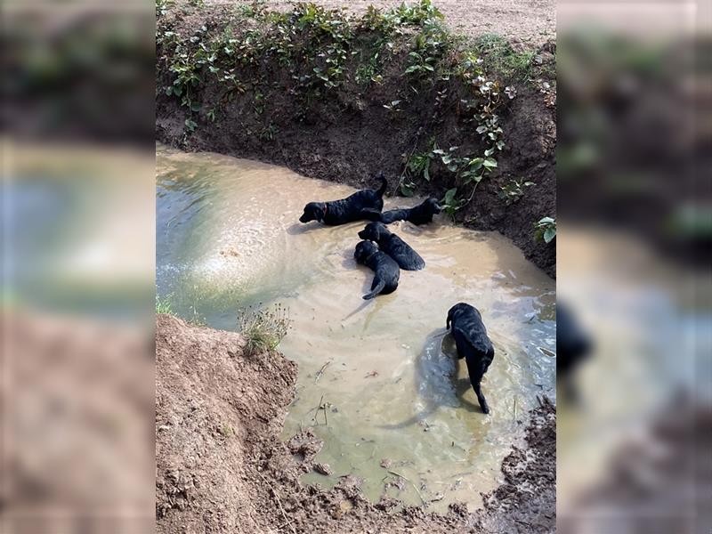 Schwarze Labrador-Labrador/Apenzeller Welpen