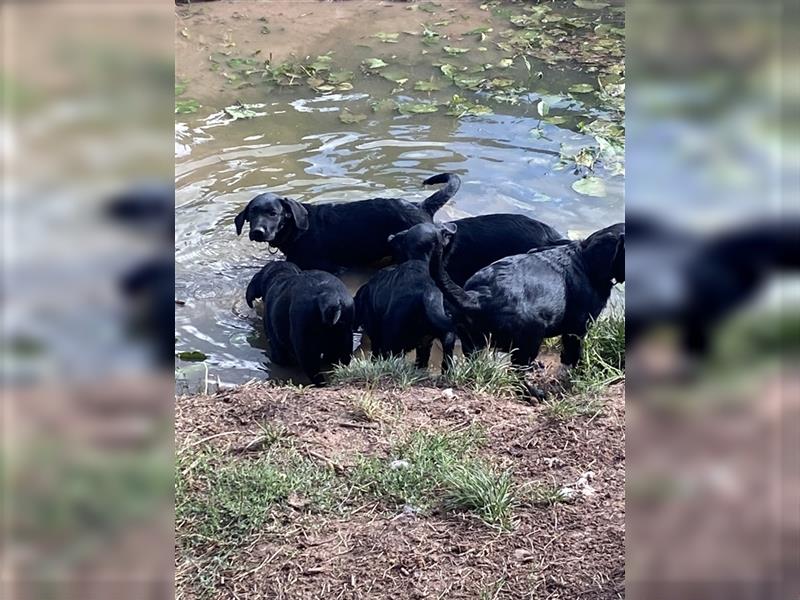 Schwarze Labrador-Labrador/Apenzeller Welpen