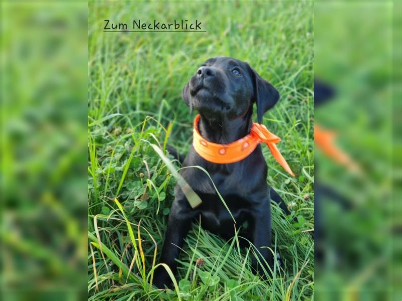 Labrador Retriever Welpen mit Ahnentafel aus Familienzucht