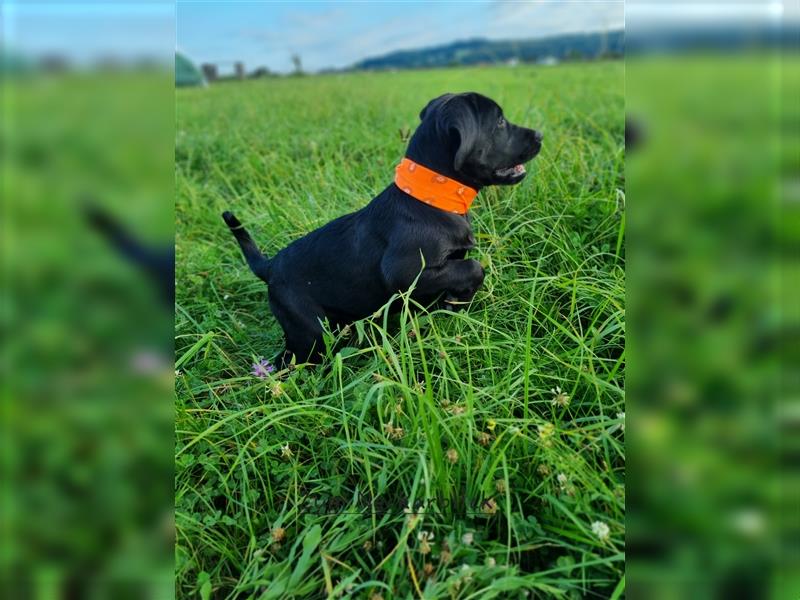 Labrador Retriever Welpen mit Ahnentafel aus Familienzucht