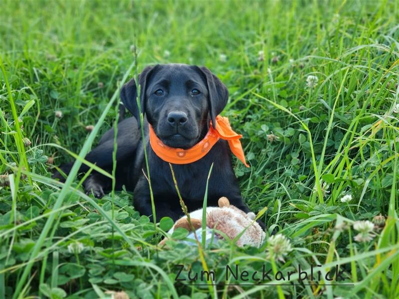 Labrador Retriever Welpen mit Ahnentafel aus Familienzucht