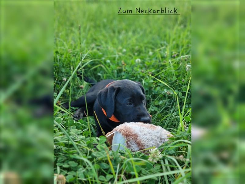 Labrador Retriever Welpen mit Ahnentafel aus Familienzucht