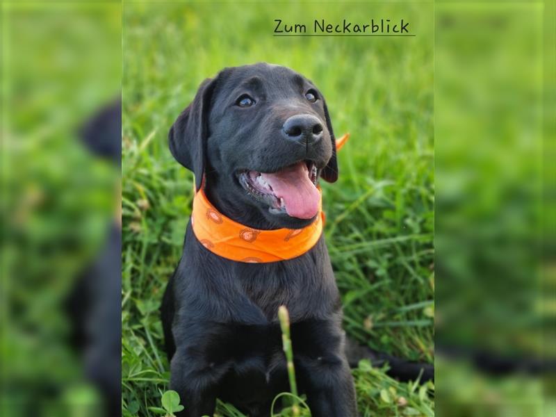 Labrador Retriever Welpen mit Ahnentafel aus Familienzucht