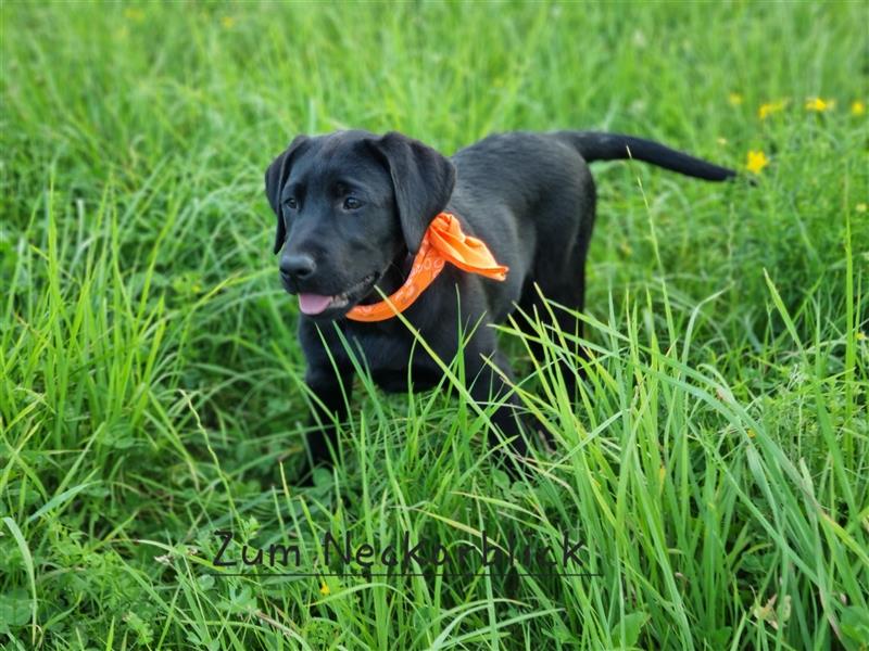 Labrador Retriever Welpen mit Ahnentafel aus Familienzucht