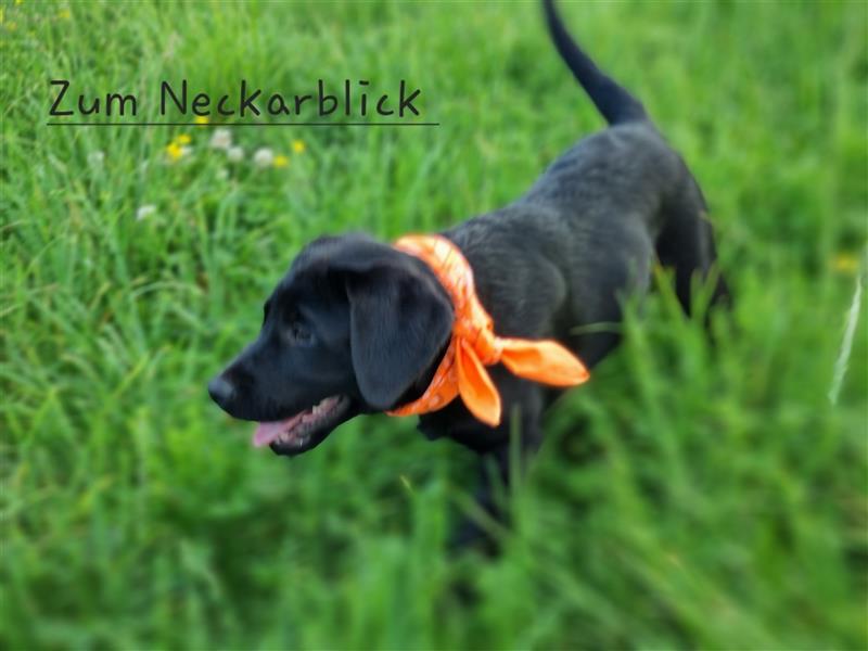 Labrador Retriever Welpen mit Ahnentafel aus Familienzucht