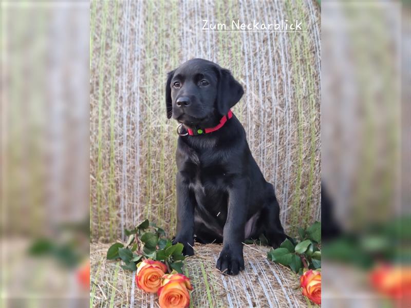 Labrador Retriever Welpen mit Ahnentafel aus Familienzucht