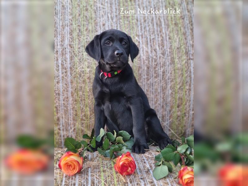 Labrador Retriever Welpen mit Ahnentafel aus Familienzucht