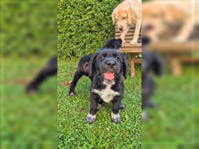 Labrador Akita