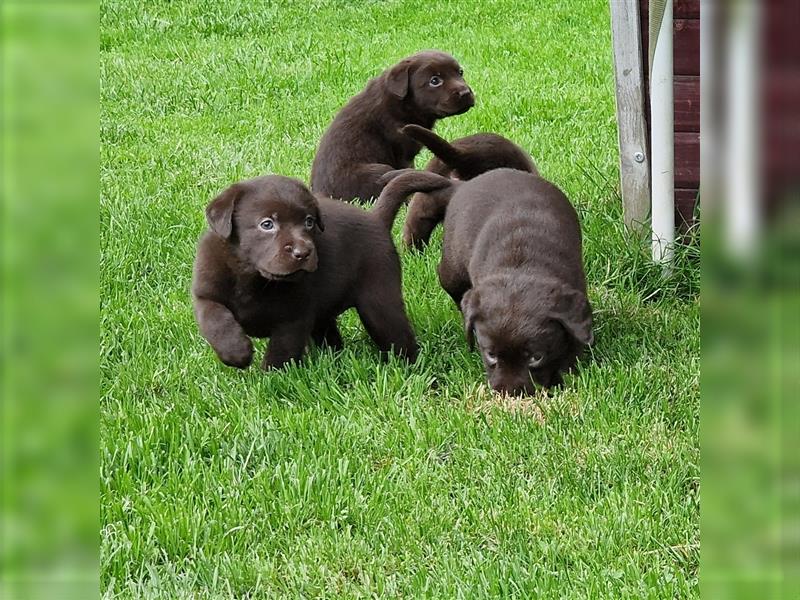 ** Schoko Labrador Welpen aus Hausaufzucht **