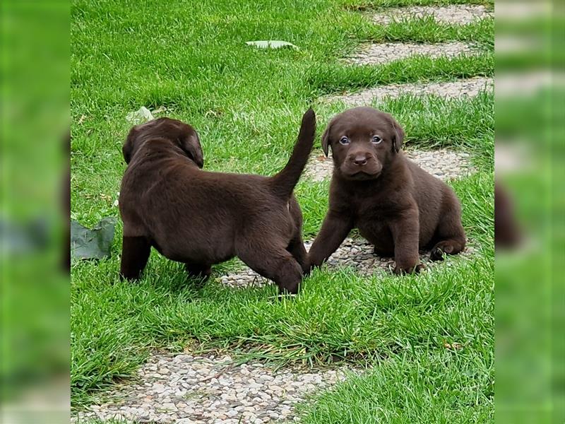 ** Schoko Labrador Welpen aus Hausaufzucht **