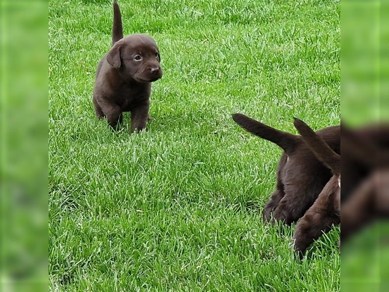 ** Schoko Labrador Welpen aus Hausaufzucht **