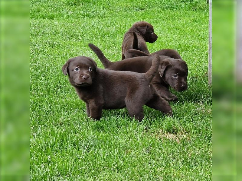 ** Schoko Labrador Welpen aus Hausaufzucht **