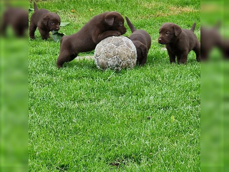 ** Schoko Labrador Welpen aus Hausaufzucht **