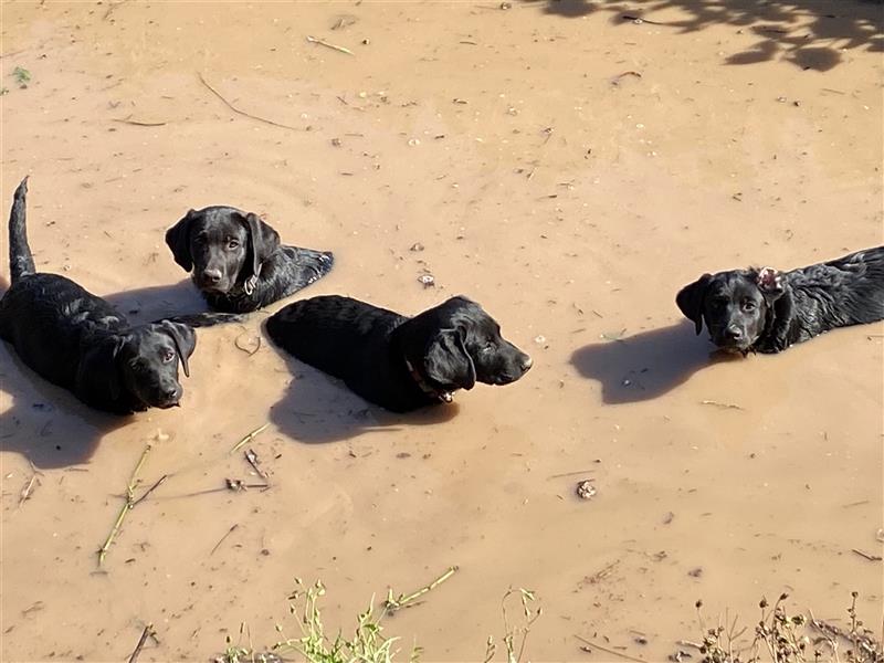 Schwarze Labrador-Labrador/Apenzeller Welpen