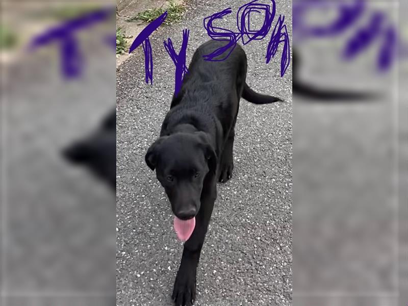 Schwarze Labrador-Labrador/Apenzeller Welpen