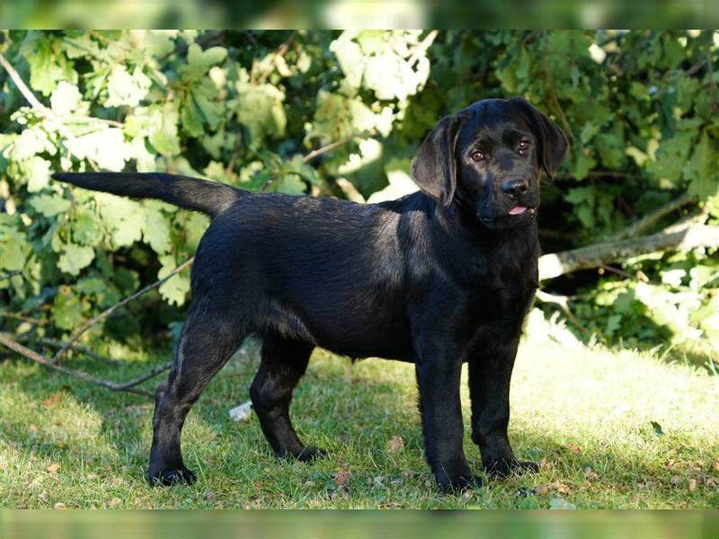 Schwarze Labradorwelpen