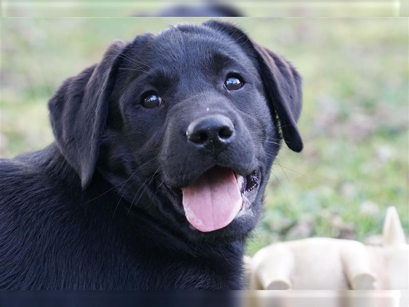 Schwarze Labradorwelpen