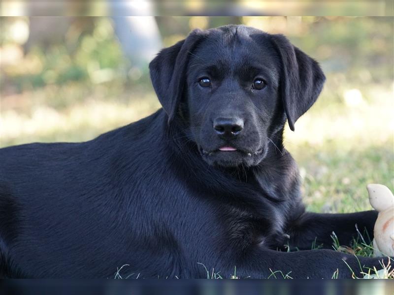 Schwarze Labradorwelpen