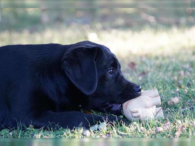 Schwarze Labradorwelpen