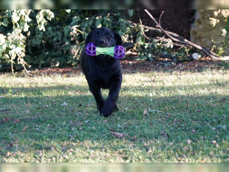 Schwarze Labradorwelpen