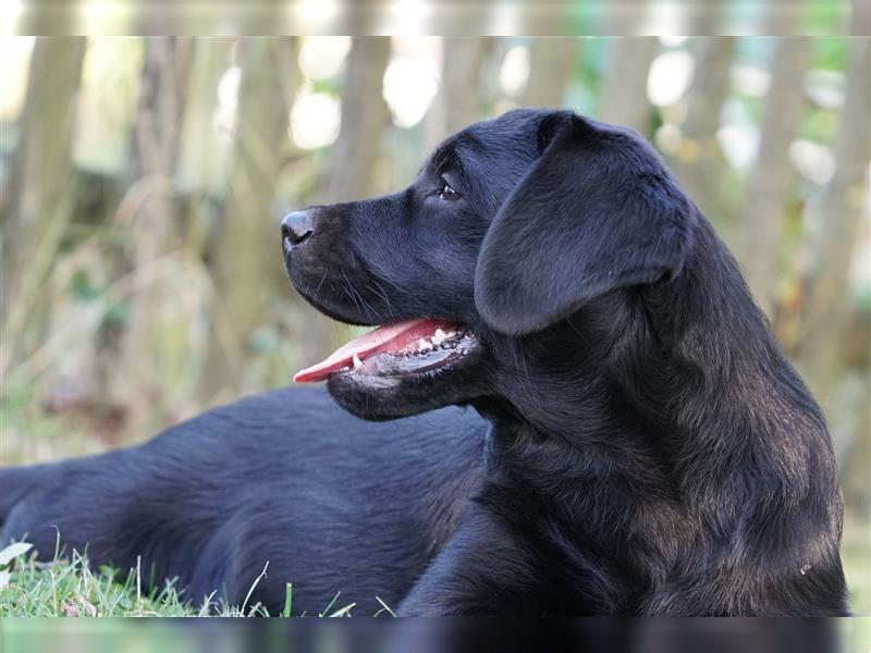 Schwarze Labradorwelpen