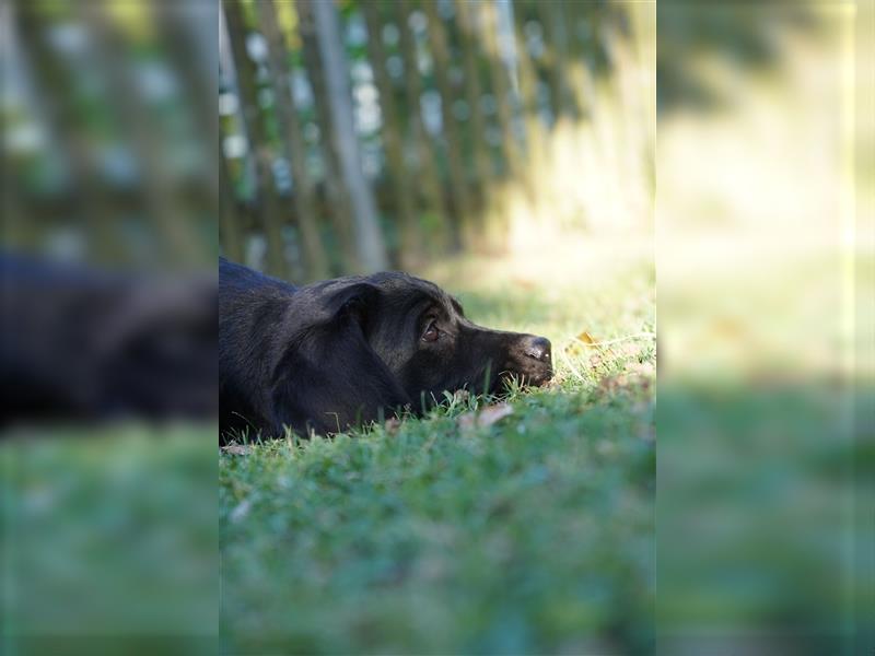 Schwarze Labradorwelpen