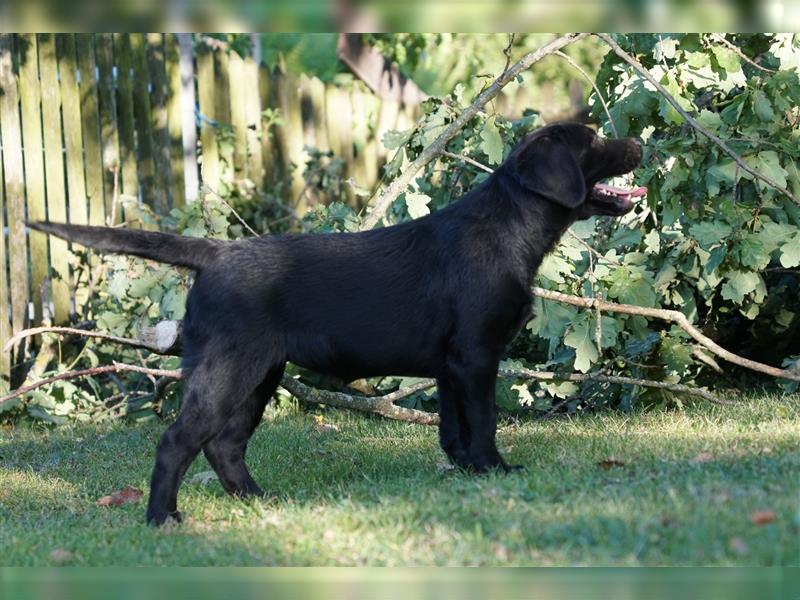 Schwarze Labradorwelpen