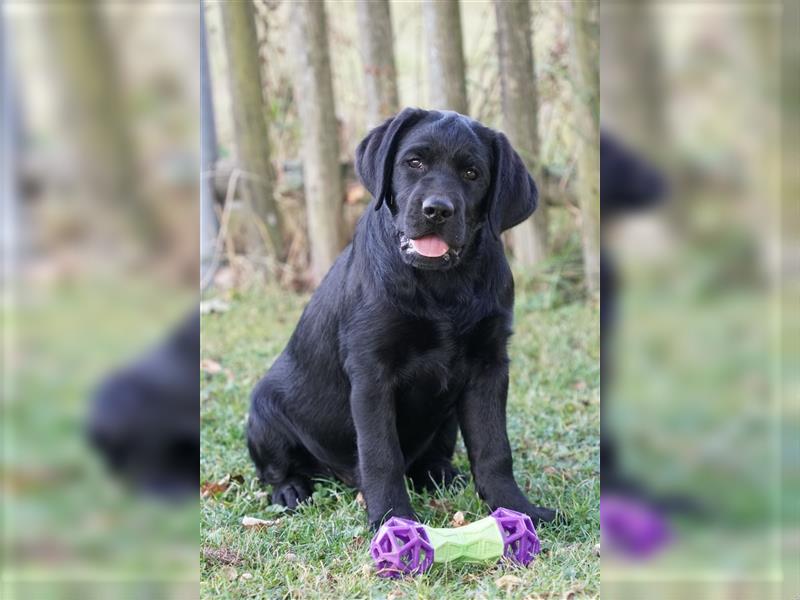 Schwarze Labradorwelpen