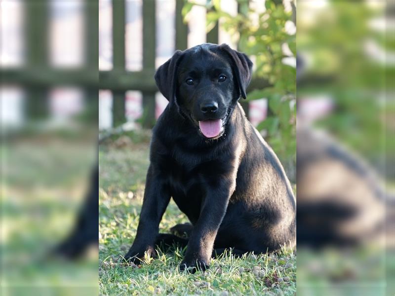 Schwarze Labradorwelpen