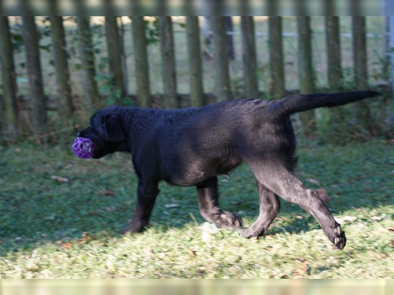 Schwarze Labradorwelpen