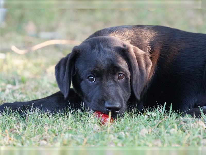 Schwarze Labradorwelpen