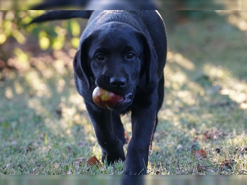 Schwarze Labradorwelpen