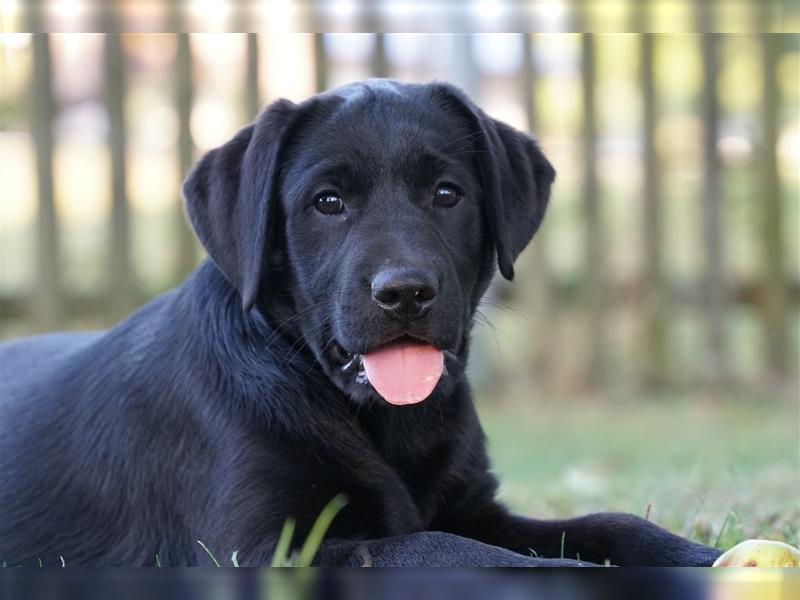 Schwarze Labradorwelpen