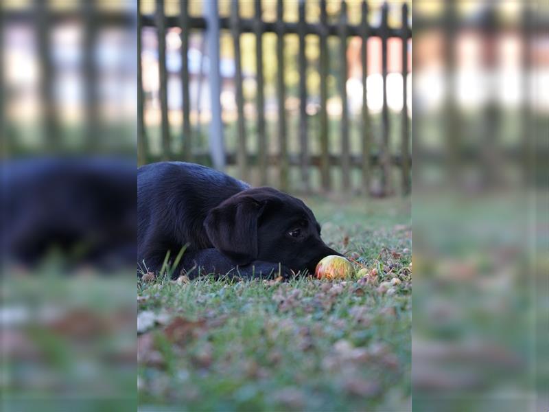 Schwarze Labradorwelpen