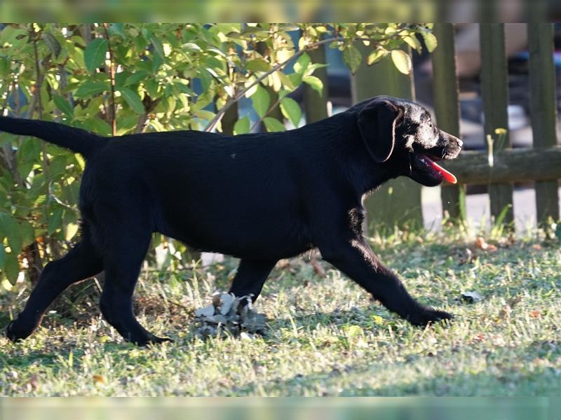 Schwarze Labradorwelpen