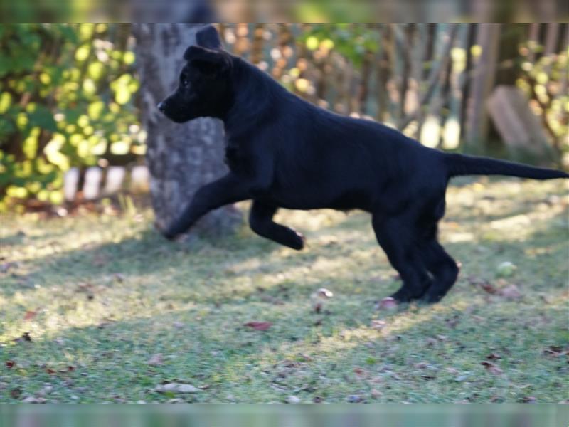 Schwarze Labradorwelpen