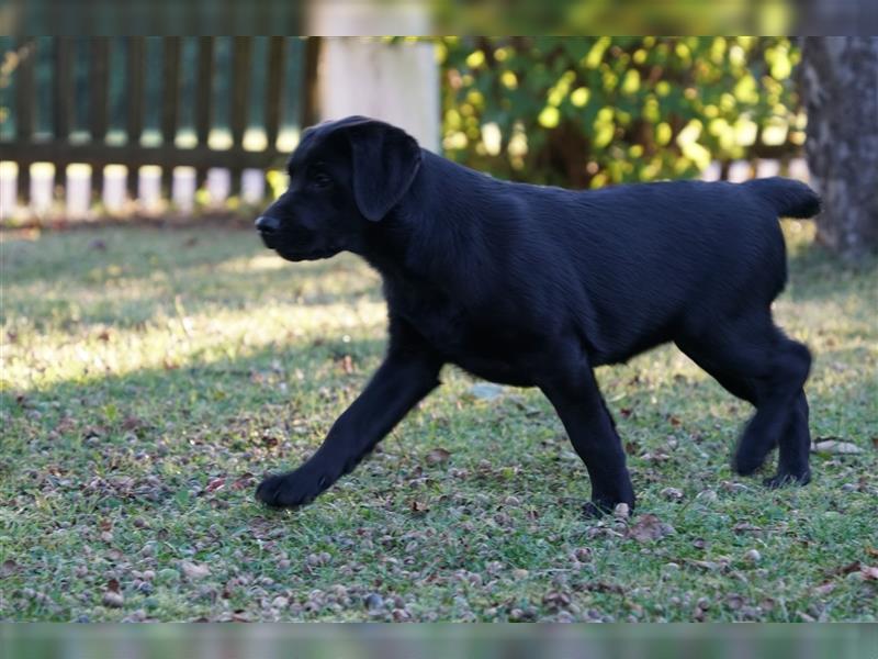 Schwarze Labradorwelpen