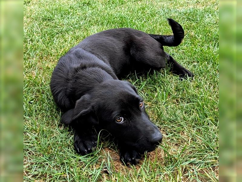 Labrador Welpen Arbeitlinie - Hündin