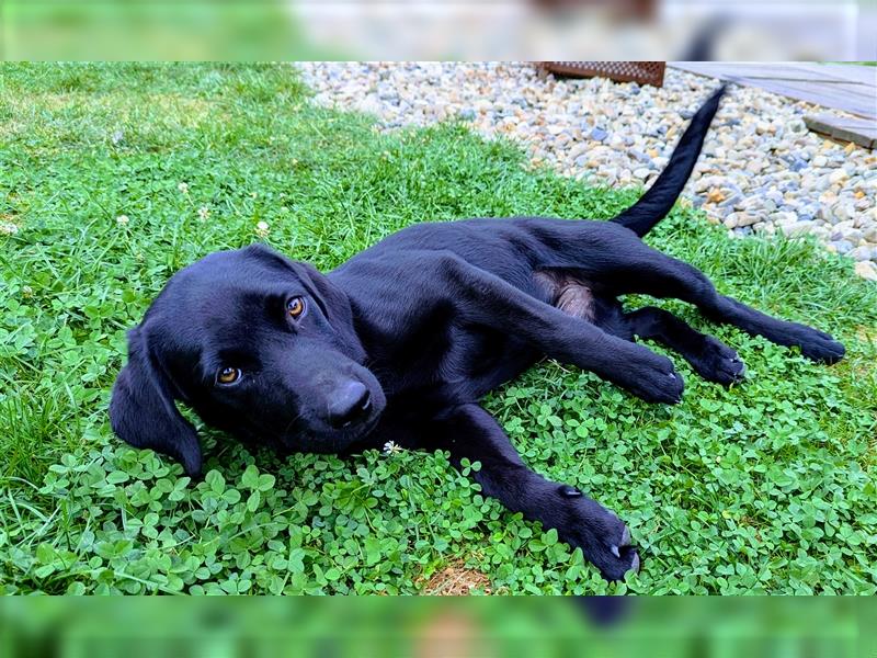 Labrador Welpen Arbeitlinie - Hündin