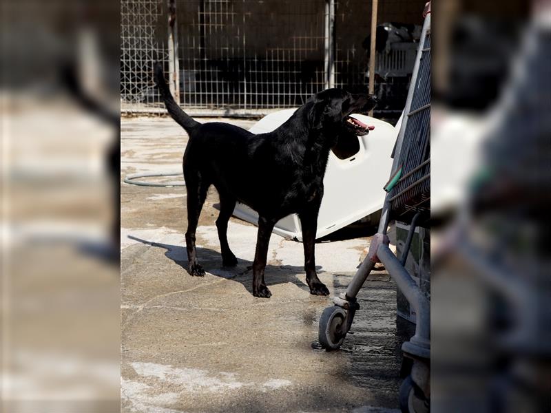 Grinsebacke LORA (Hündin) sucht eine Familie!