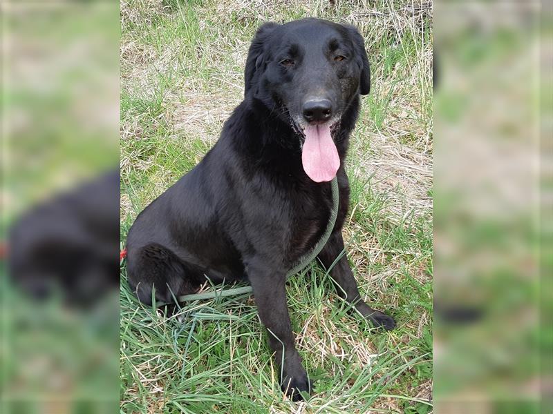Labrador Hündin Bruna, 6 J. in einem Rumänischen Tierheim sind genug