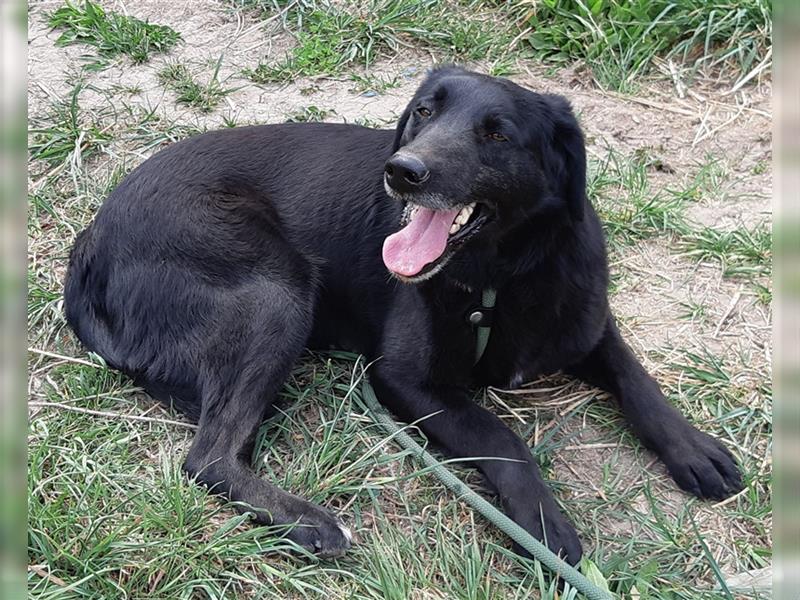 Labrador Hündin Bruna, 6 J. in einem Rumänischen Tierheim sind genug