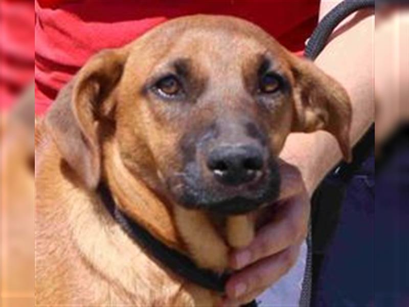 Paris, Mix Labrador / Pinscher , lieb und verträglich