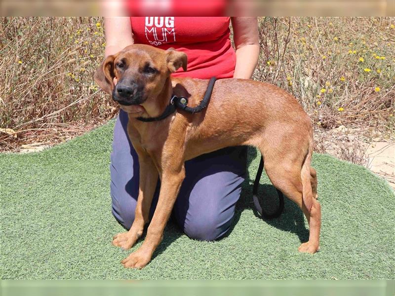 Paris, Mix Labrador / Pinscher , lieb und verträglich