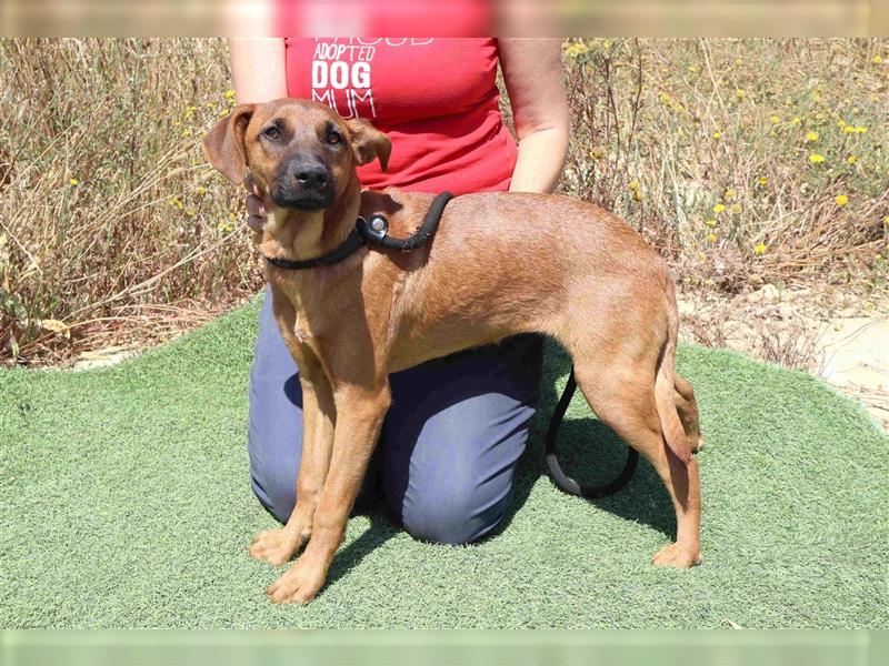 Paris, Mix Labrador / Pinscher , lieb und verträglich