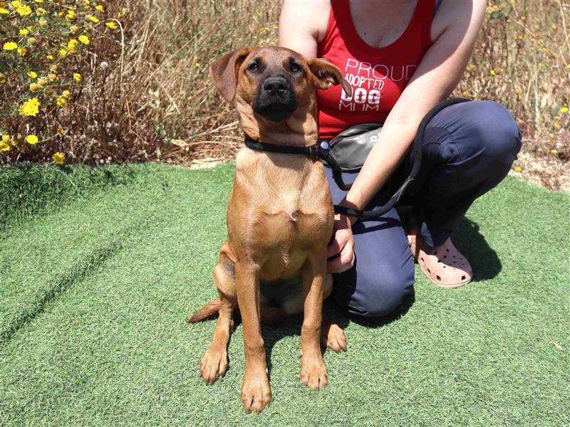 Paris, Mix Labrador / Pinscher , lieb und verträglich