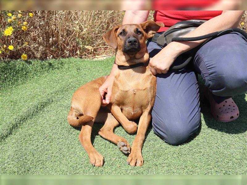 Paris, Mix Labrador / Pinscher , lieb und verträglich