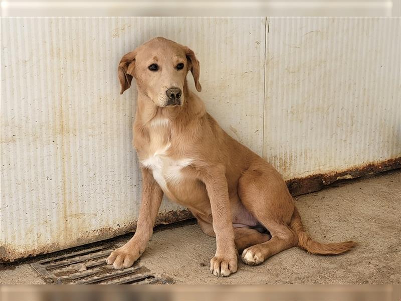 Pakita – The Queen: Zuhause mit Führungsqualitäten gesucht.