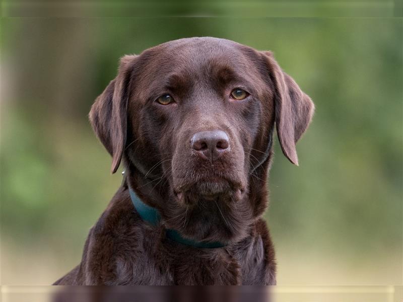 Wurfankündig Labrador Braun aus Profesioneller Zucht